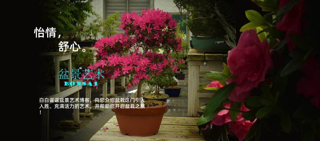 白谣盆景博客