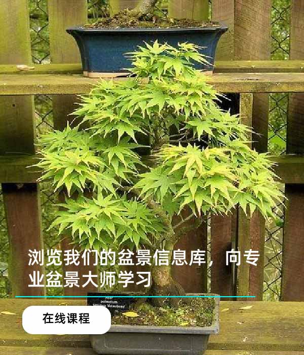 浏览白谣盆景信息库
