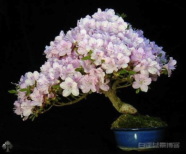 盆景，有生命的艺雕——热爱盆景的那些日本人