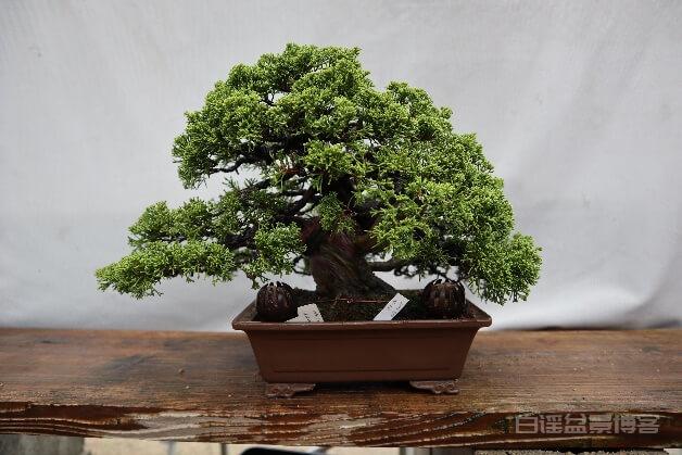 盆景，有生命的艺雕——热爱盆景的那些日本人